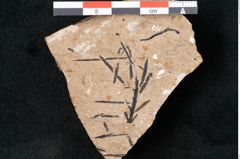 Foto (Detailansicht) von Sequoia hardtii Endl. (NHMW-GEO-2024-0188-8245)